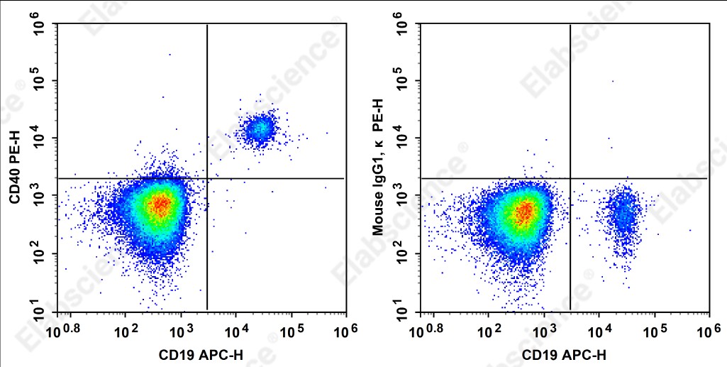 PE Anti-Human CD40 Antibody[HB14] - 1