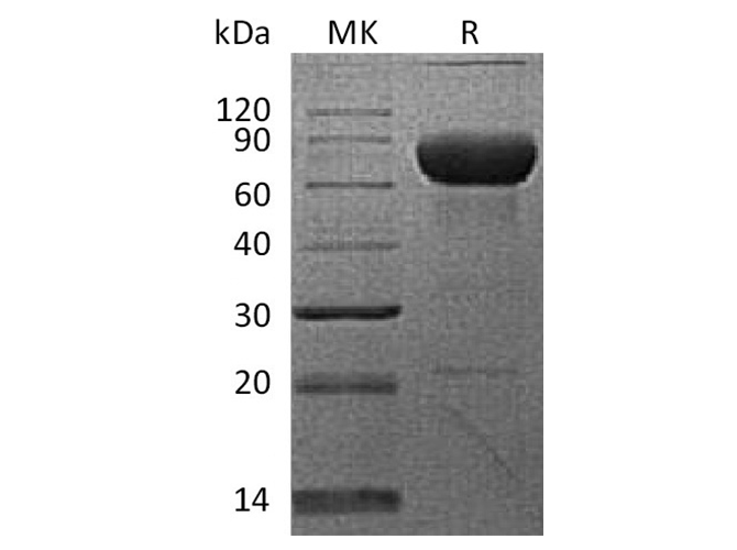 Recombinant Cynomolgus PD-L2/B7-DC/CD273 Protein (Fc Tag)