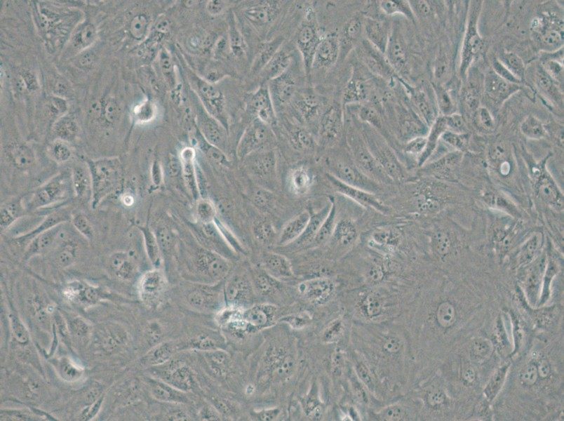 SW1710 (DMEM) Cell Complete Medium - 5