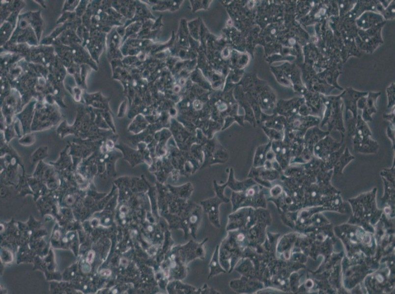 LS180 Cell Complete Medium - 6