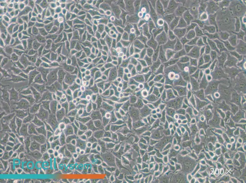 RKO-E6 Cell Complete Medium - small - 6