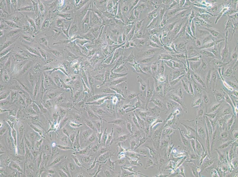 A-498 Cell Complete Medium-searchlist-1