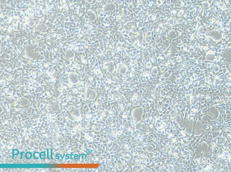 AAV-293 Cell Complete Medium - 1