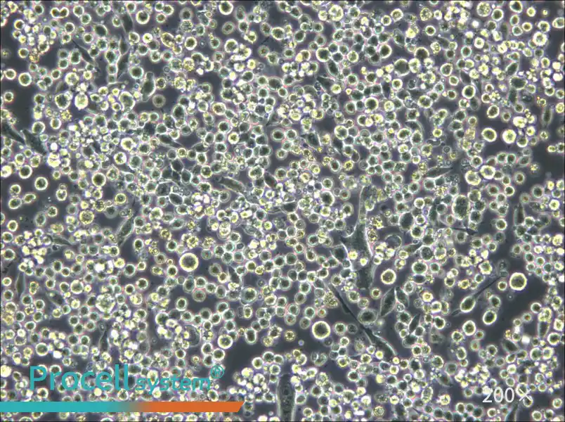 L6565 Cell Complete Medium - small - 6