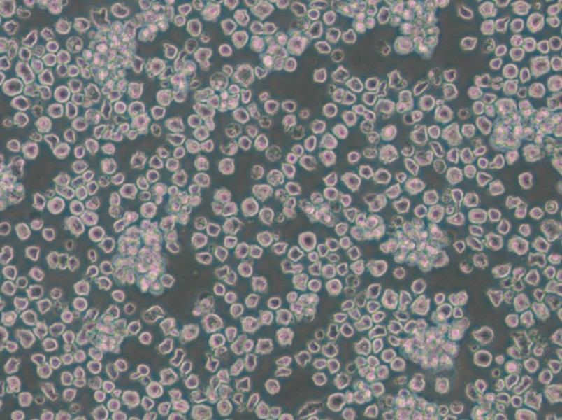 EL4 Cell Complete Medium - 4