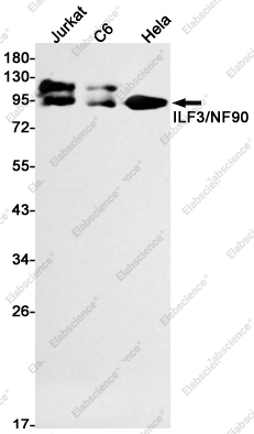 Recombinant ILF3 Monoclonal Antibody - 1
