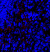 Immunofluorescence analysis of Rat spleen tissue using SNAI1 Polyclonal Antibody at dilution of 1:200.