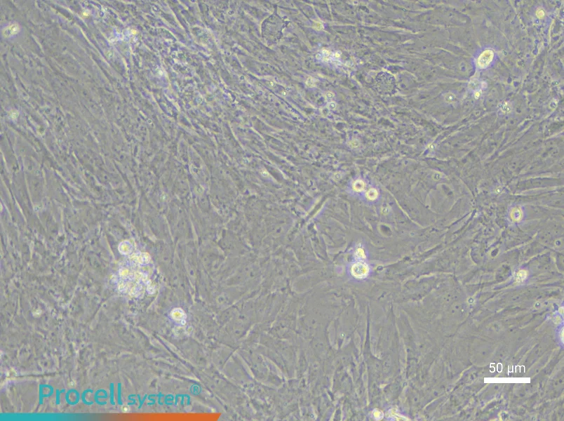 Rat Renal Fibroblast Complete Medium - 5
