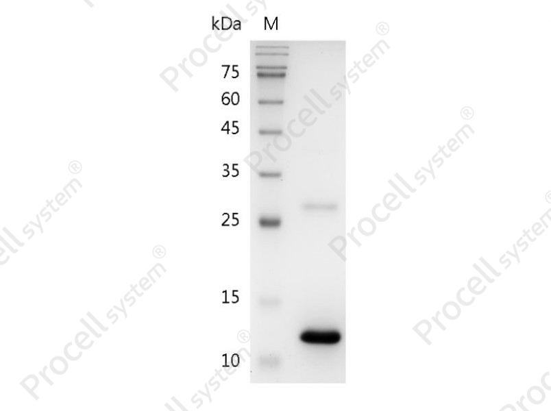 BMP-7, Human, Recombinant