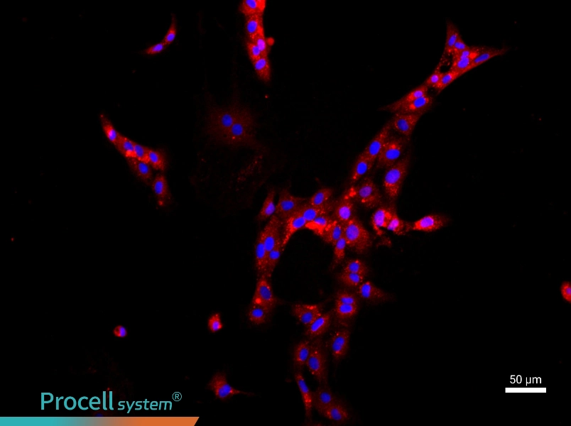 Rat Glomerular Endothelial Cell Complete Medium - 1