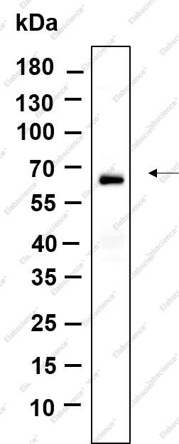 Recombinant BAT5 Monoclonal Antibody - 1