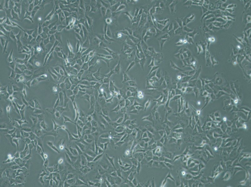 SK-OV-3 Cell Complete Medium-searchlist-1