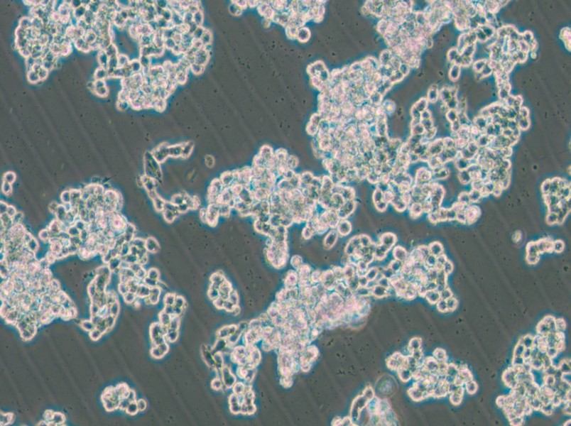 HCC1187 Cell Complete Medium - small - 5