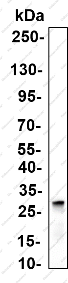Recombinant FGF7 Monoclonal Antibody - 3