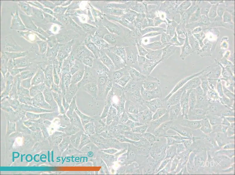 SW872 (L15) Cell Complete Medium - 4