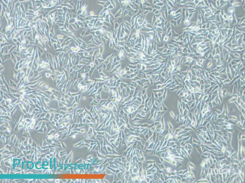 HGC-27 Cell Complete Medium - 1