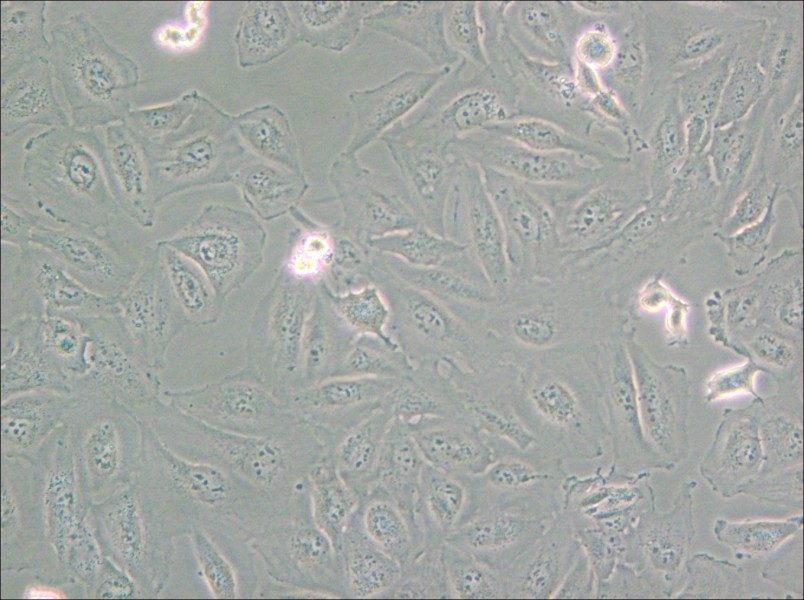 Daoy Cell Complete Medium - small - 6