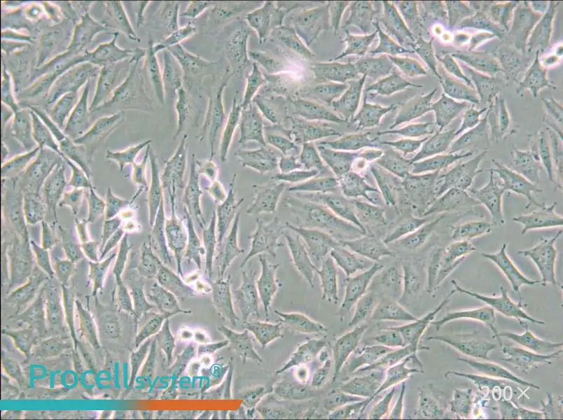 LN229 [LN-229; LNT-229] Cell Complete Medium - small - 4