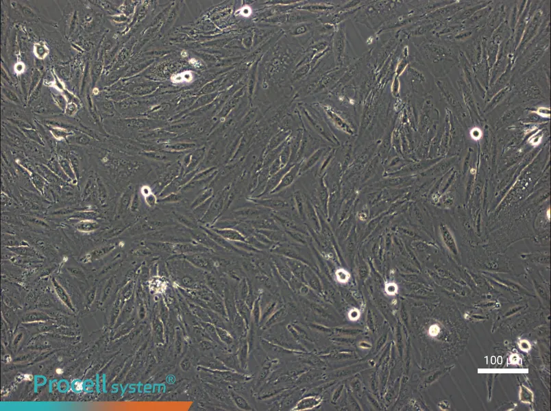 NCI-H2030NCI-H2030 - 3