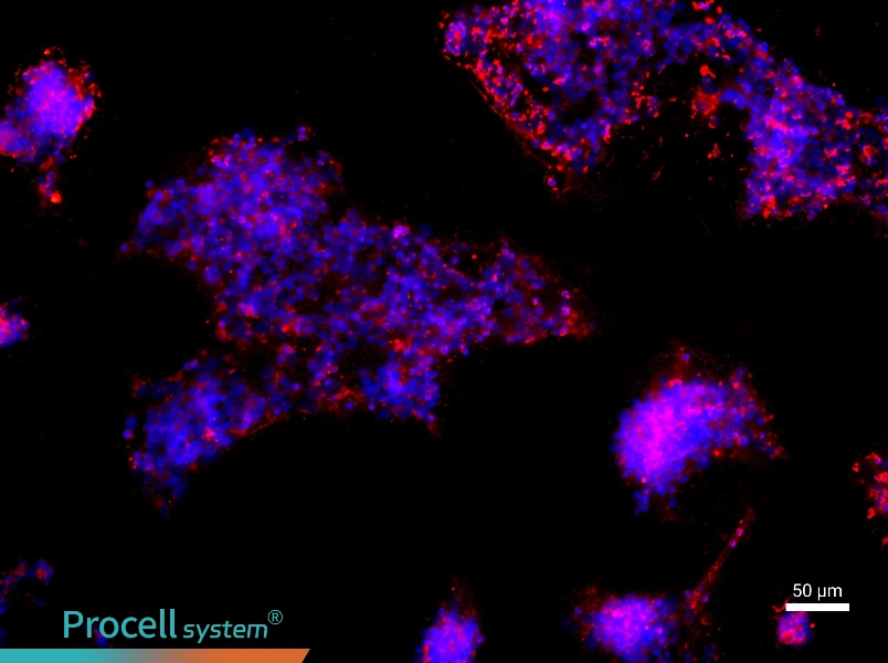 Rat Retinal Ganglion Cell Complete Medium - 1