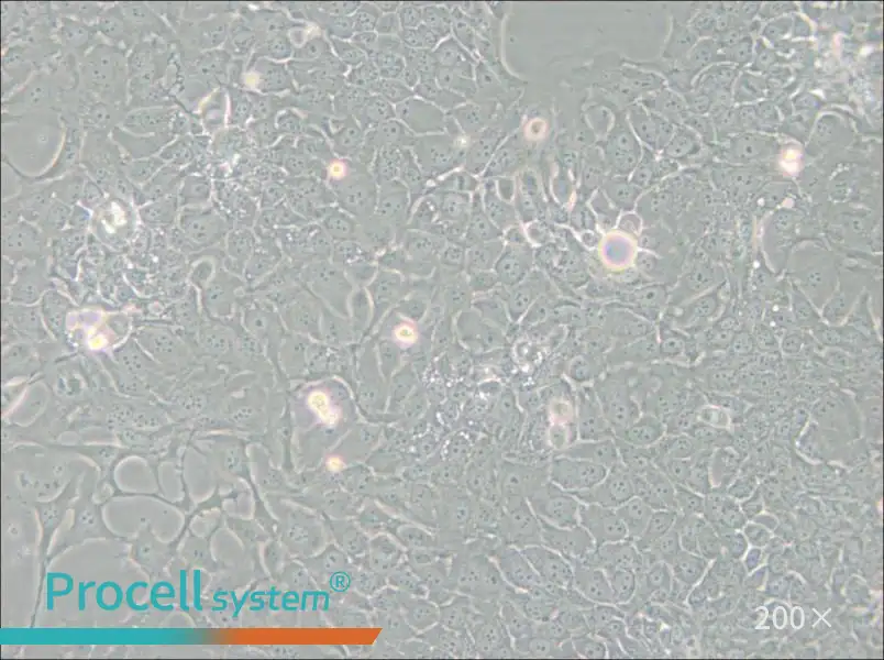 TE-10 Cell Complete Medium - 5