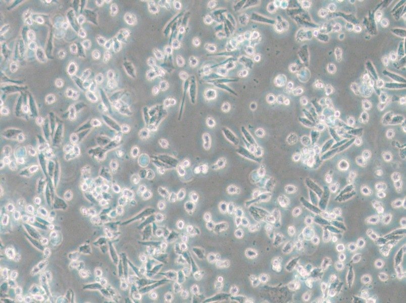 ARD Cell Complete Medium - small - 4