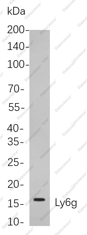 Recombinant Ly6g Monoclonal Antibody - 1