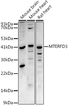 Western blot analysis of extracts of various cell lines using MTERFD3 Polyclonal Antibody at 1:1000 dilution.