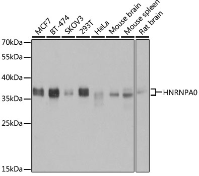 Western blot analysis of extracts of various cell lines using HNRNPA0 Polyclonal Antibody at 1:3000 dilution.