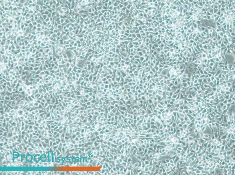 CAL-33 Cell Complete MediumCAL-33 Cell Complete Medium - 3