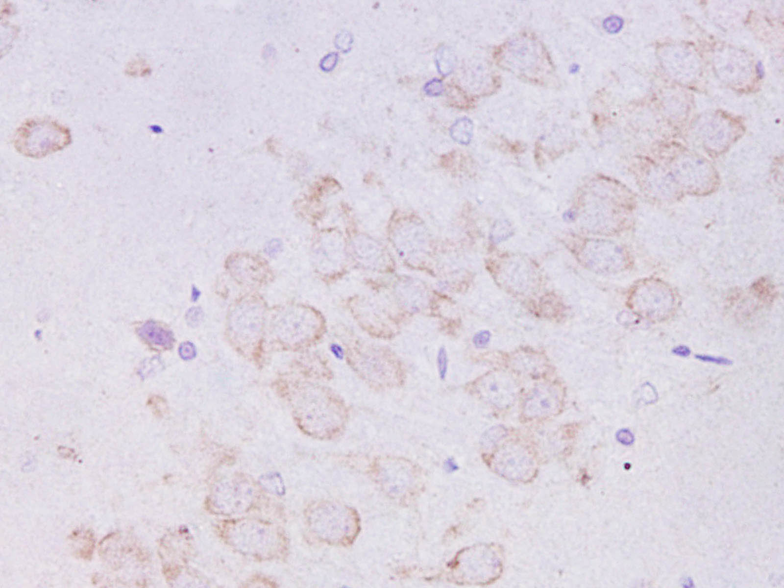 AF/LE Purified Anti-Human CD48 Antibody[156-4H9]-产品推荐-1