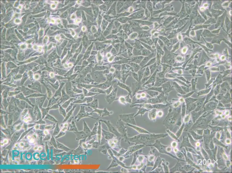 PaTu 8988t Cell Complete Medium - small - 5