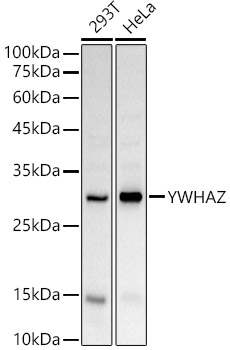 Western blot analysis of extracts of various cell lines using YWHAZ Polyclonal Antibody at 1:1000 dilution.