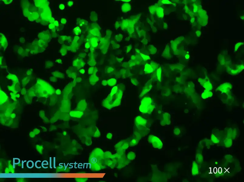 MCF7-LUC-EGFP - 1