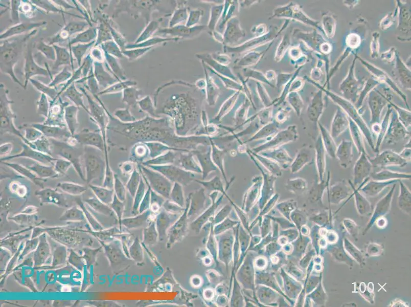 PC-3-RFP Cell Complete Medium - small - 9