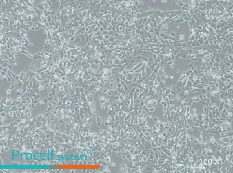SK-N-DZ Cell Complete Medium - 3