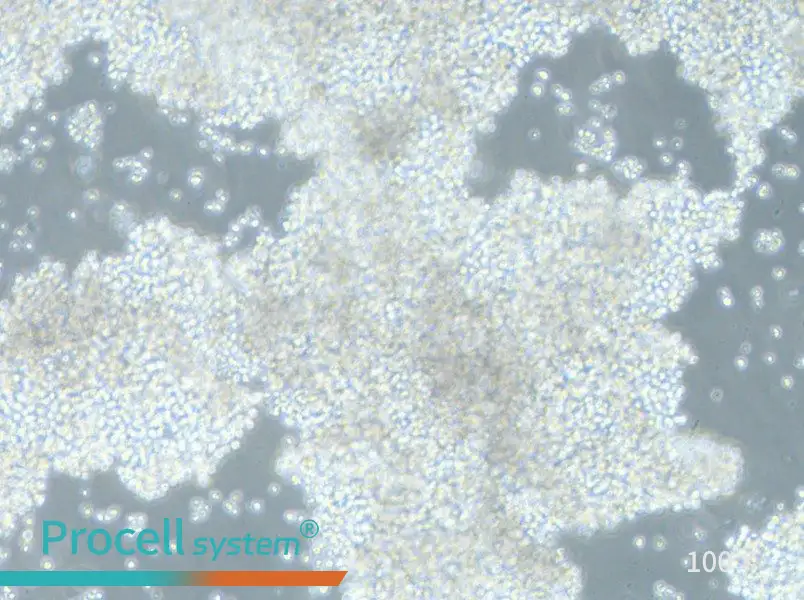 NCI-H2171 Cell Complete MediumNCI-H2171 Cell Complete Medium - 3