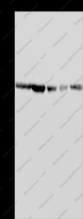 GNL3 Polyclonal Antibody - 1