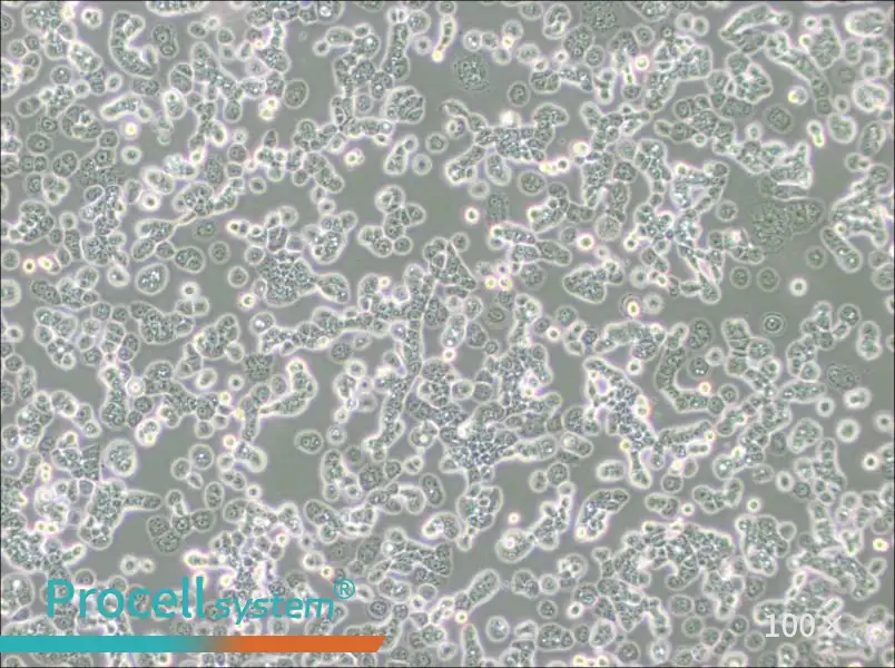 NCI-H2087 [H2087] Cell Complete Medium - 2