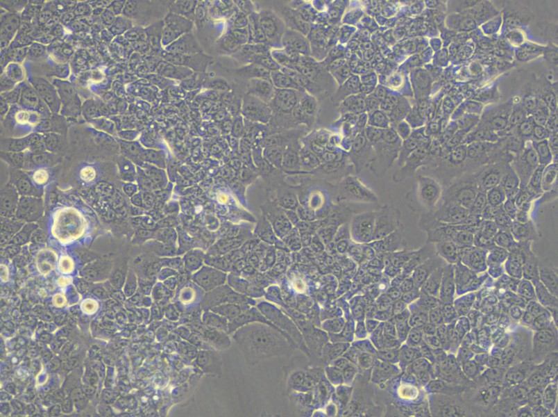 HPAC Cell Complete Medium - small - 6