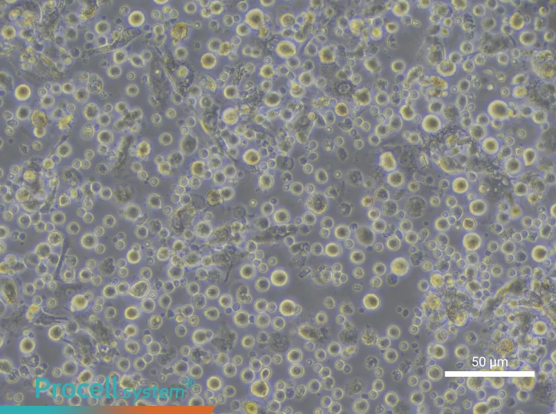 Human Peripheral Blood Maturation Dendritic cell Complete Medium - small - 5