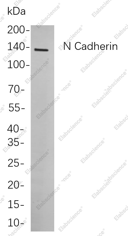 Recombinant N Cadherin Monoclonal Antibody - 1