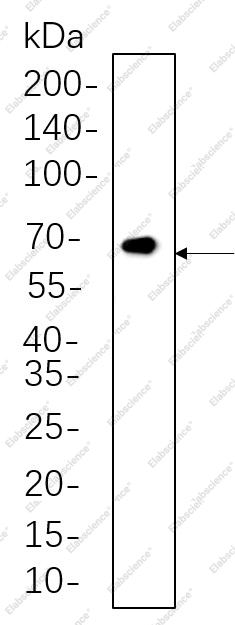 Recombinant Phospho-Smad2, 3 (Thr8) Monoclonal Antibody - 1