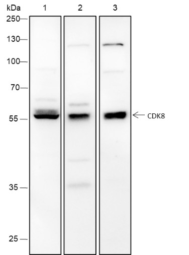 Recombinant CDK8 Monoclonal Antibody-searchlist-1
