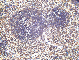 Recombinant ICOS Monoclonal Antibody - 1