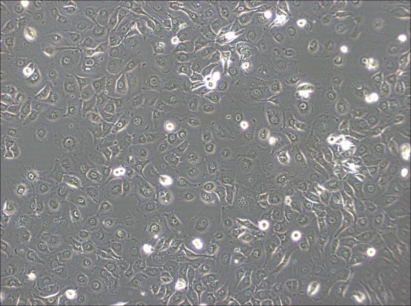 HSC-2 Cell Complete Medium-searchlist-1