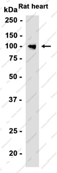 Recombinant VPS41 Monoclonal Antibody - 1