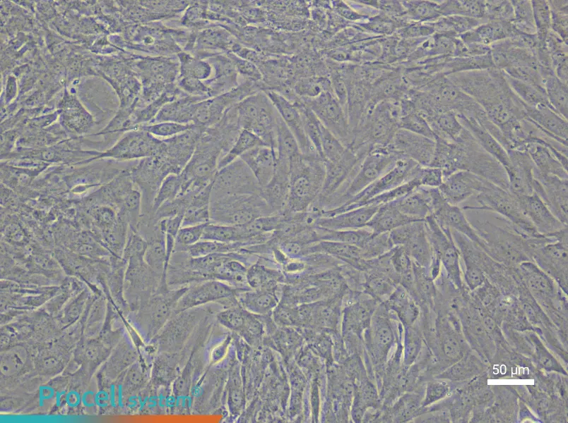 Mouse Dermal Papilla Cell Complete Medium - 4