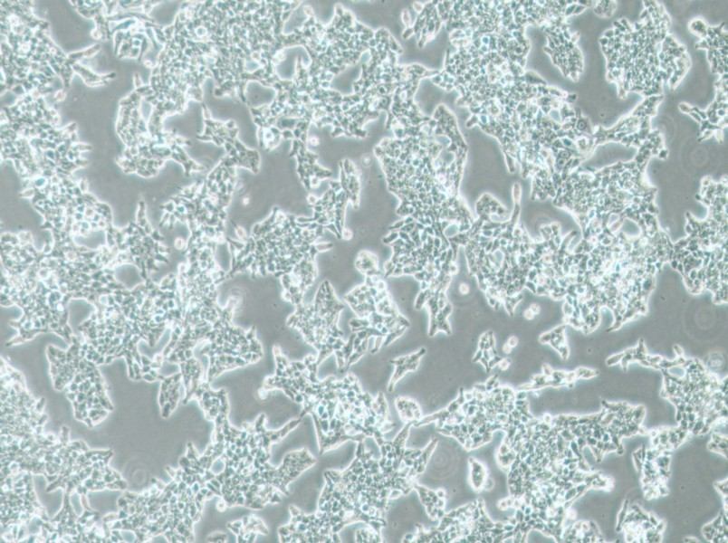 SW620 (DMEM) Cell Complete Medium-searchlist-1