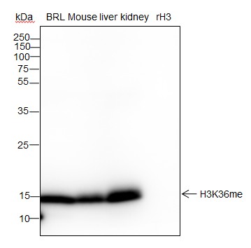 Recombinant Histone H3 (Mono Methyl Lys36) Monoclonal Antibody - small - 2